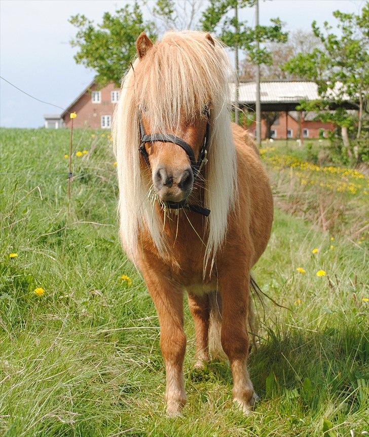 Shetlænder Ponygaardens Little April - min smukke ponz.... billede 8