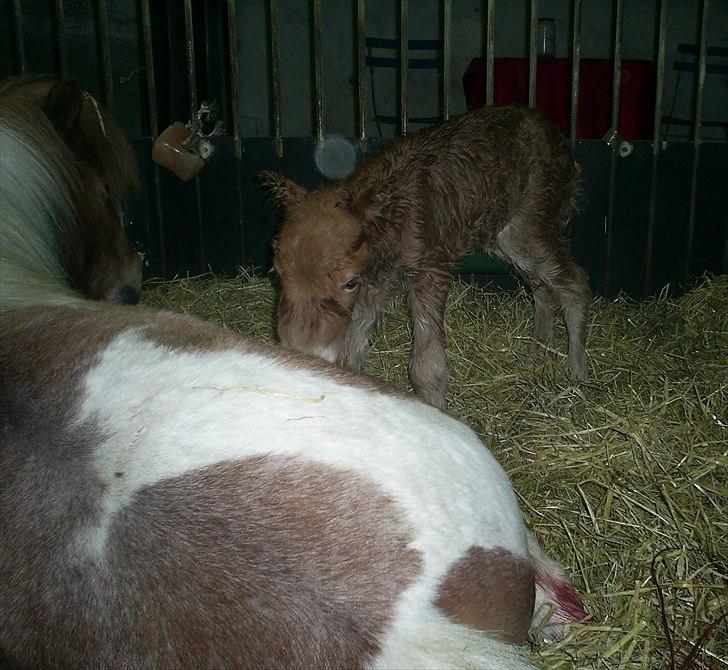 Shetlænder Ponygaardens Little April - Så kom smukke lille April til verden og alt gik godt :o) billede 20