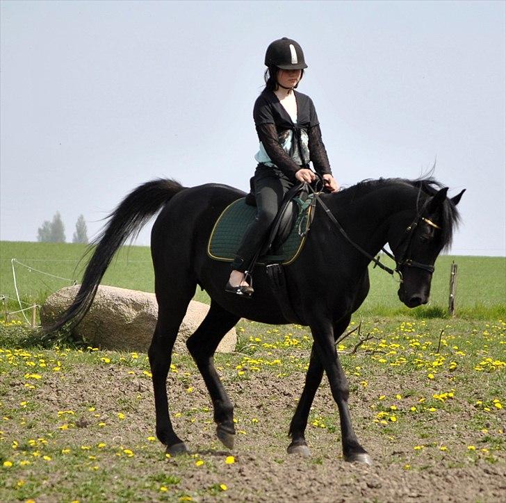 Arabisk fuldblod (OX) Sarí Glory Dahma billede 8