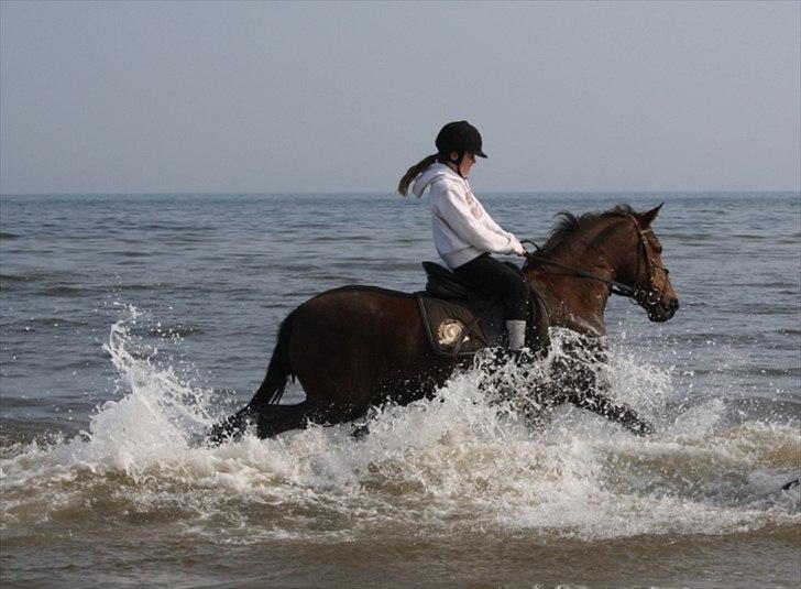 Anden særlig race roosgårdens jasmin (SOLGT ) R.I.P - billede taget af pia. ( MiTho´s heste  billede 8