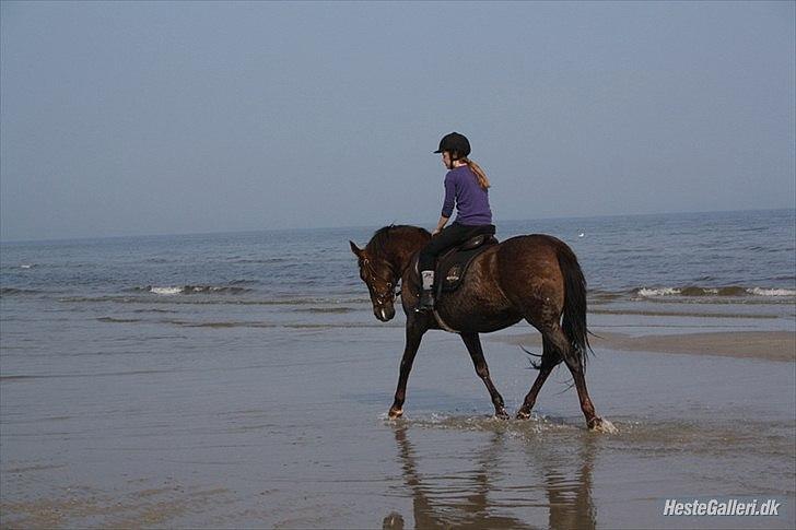 Anden særlig race roosgårdens jasmin (SOLGT ) R.I.P - billede taget af pia. ( MiTho´s heste   billede 9