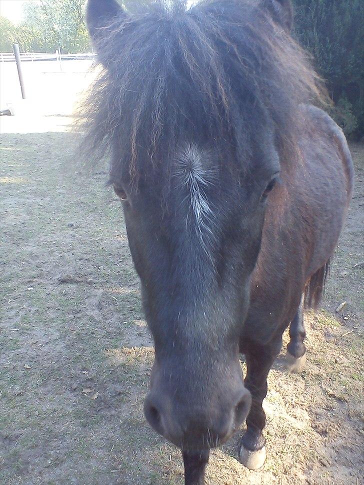 Anden særlig race Blackie billede 7