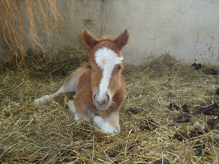 Dansk Miniature Kidings One and Only billede 1