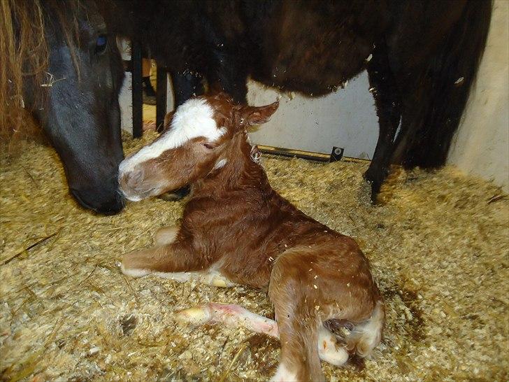 Dansk Miniature Kidings One and Only billede 2