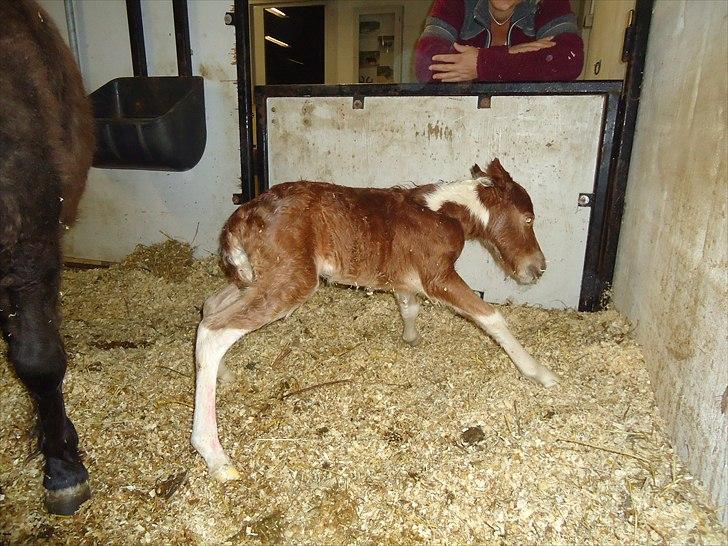 Dansk Miniature Kidings One and Only billede 3