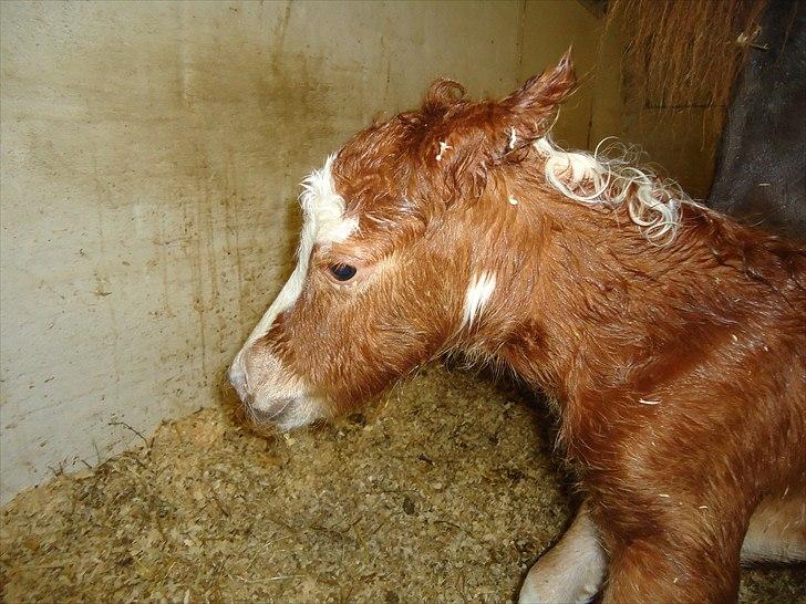 Dansk Miniature Kidings One and Only billede 4