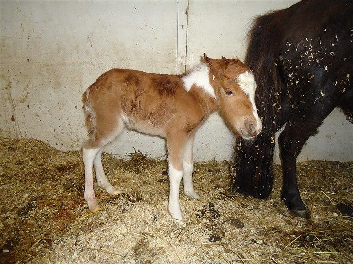 Dansk Miniature Kidings One and Only billede 5