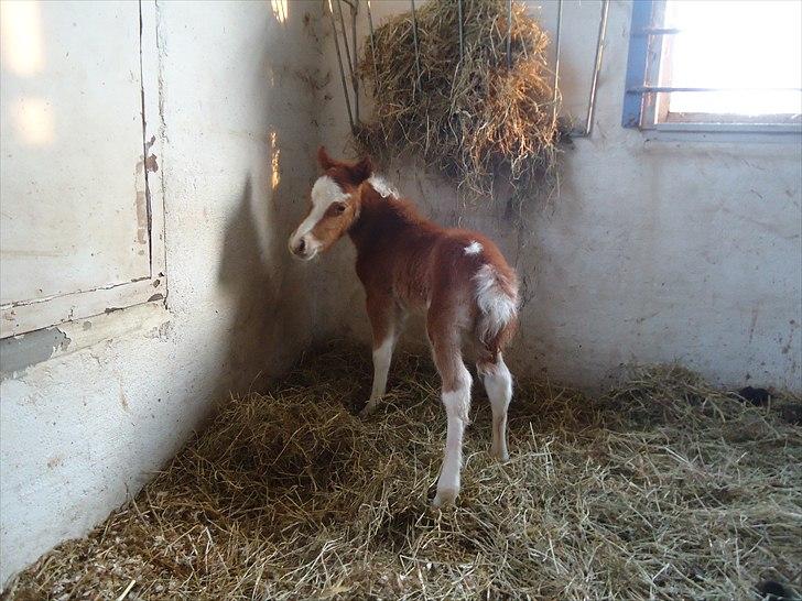 Dansk Miniature Kidings One and Only billede 6