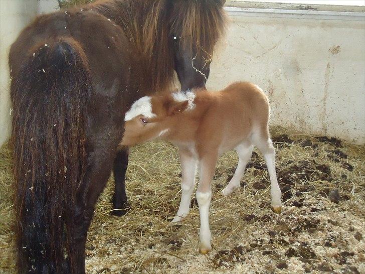 Dansk Miniature Kidings One and Only billede 7