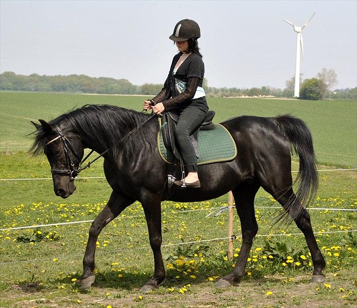 Arabisk fuldblod (OX) Sarí Glory Dahma billede 9