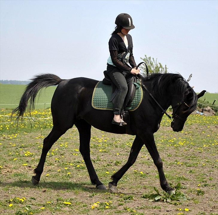 Arabisk fuldblod (OX) Sarí Glory Dahma billede 10