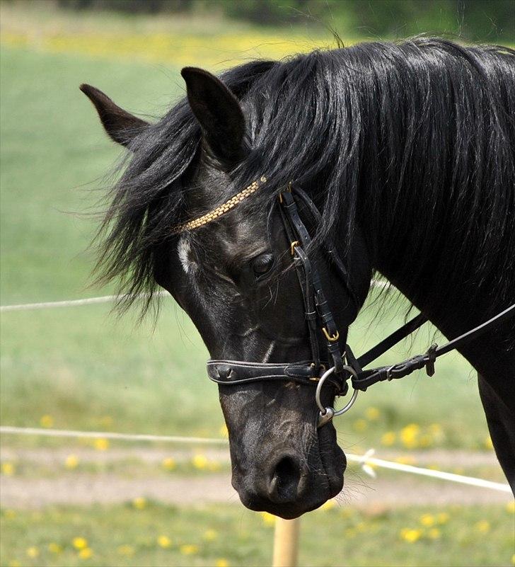 Arabisk fuldblod (OX) Sarí Glory Dahma billede 12