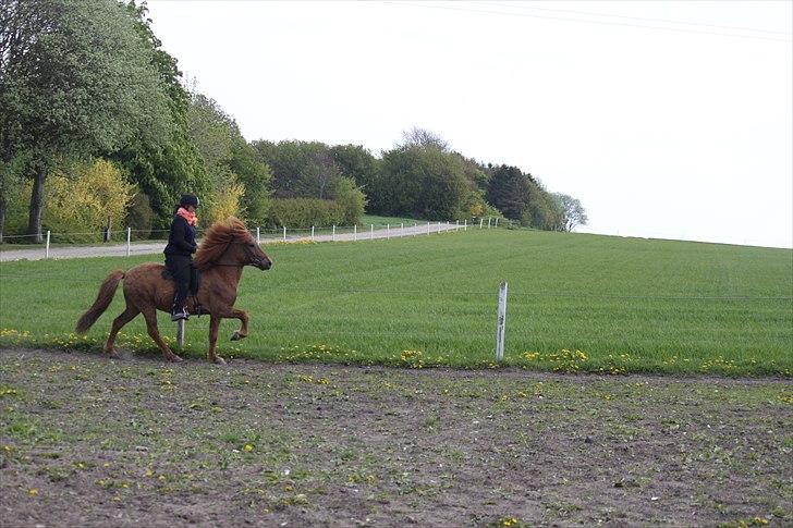 Islænder Gylfi fra økobo billede 9