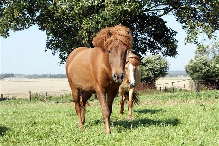 Islænder Gylfi fra økobo billede 10
