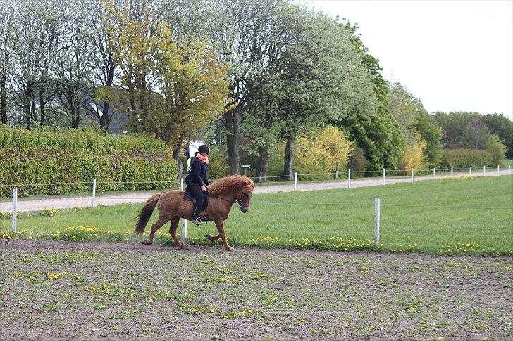 Islænder Gylfi fra økobo billede 11