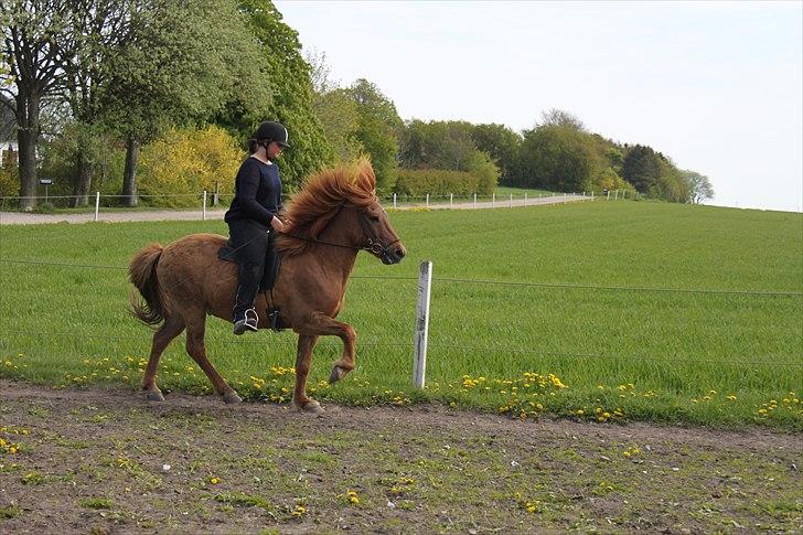 Islænder Gylfi fra økobo billede 12