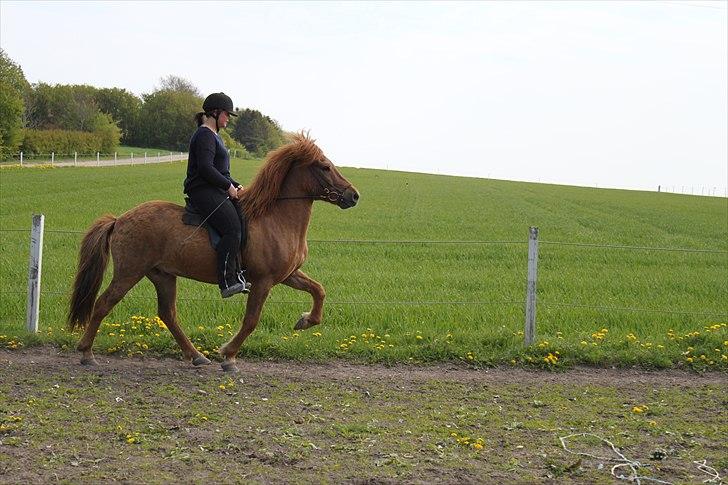 Islænder Gylfi fra økobo billede 13