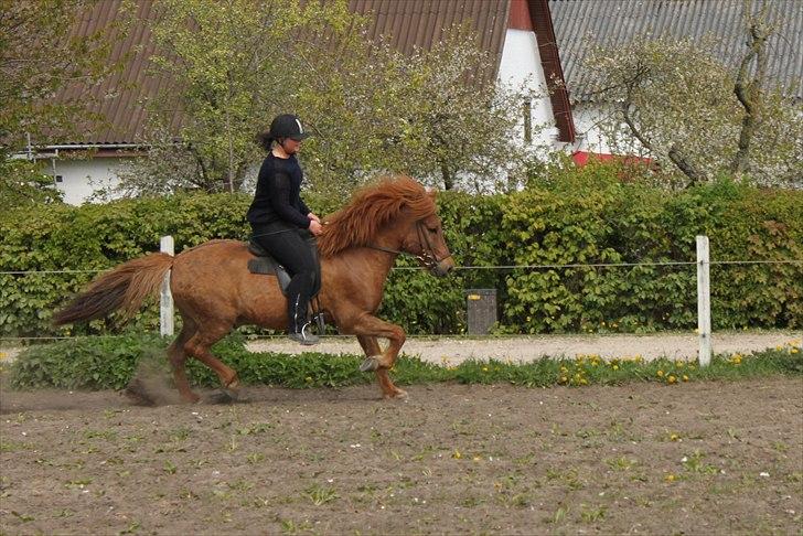 Islænder Gylfi fra økobo billede 14