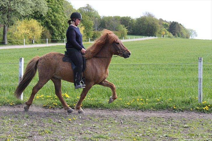 Islænder Gylfi fra økobo billede 15