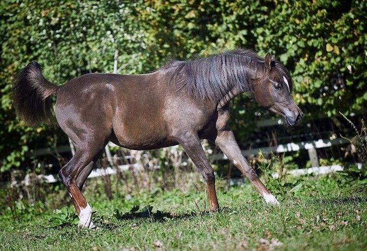 Arabisk fuldblod (OX) Tonga Al Hadiyah billede 12