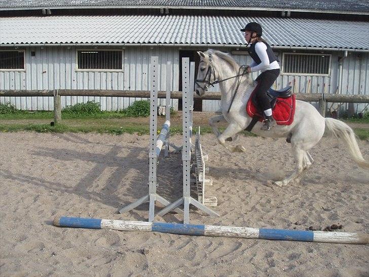 Anden særlig race milan billede 14