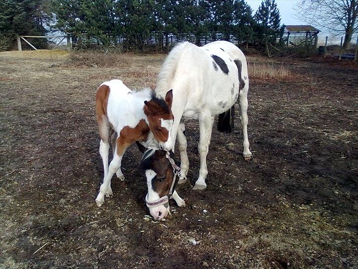 Pinto shandie billede 12