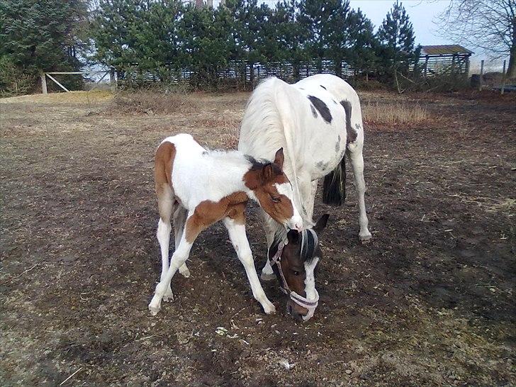 Pinto shandie billede 2