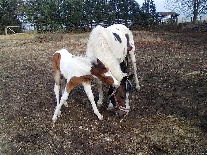 Pinto shandie billede 4