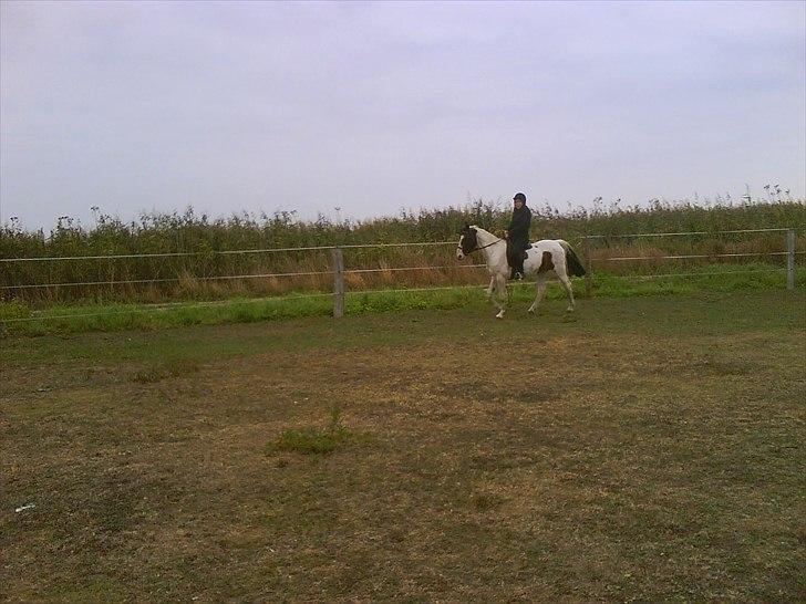 Pinto shandie billede 5