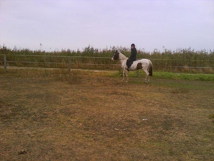 Pinto shandie billede 6