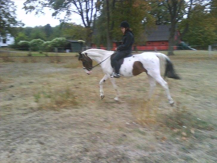 Pinto shandie billede 8