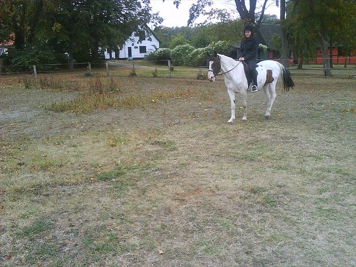 Pinto shandie billede 9