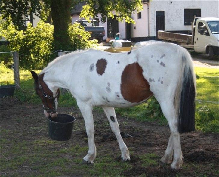 Pinto shandie billede 10