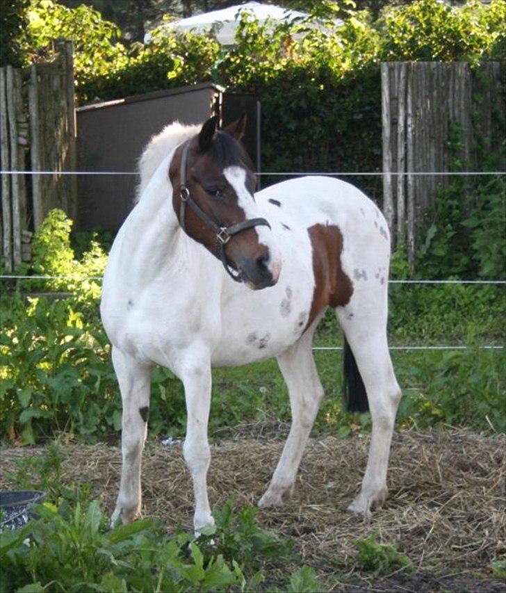 Pinto shandie billede 11