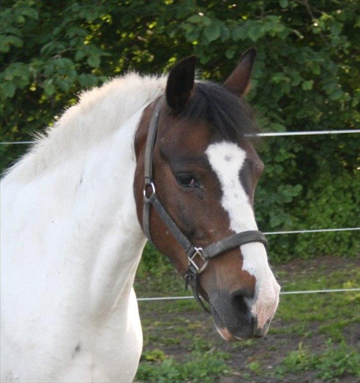 Pinto shandie billede 3