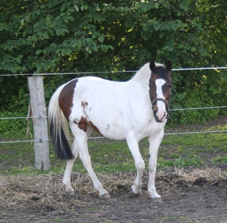 Pinto shandie billede 13