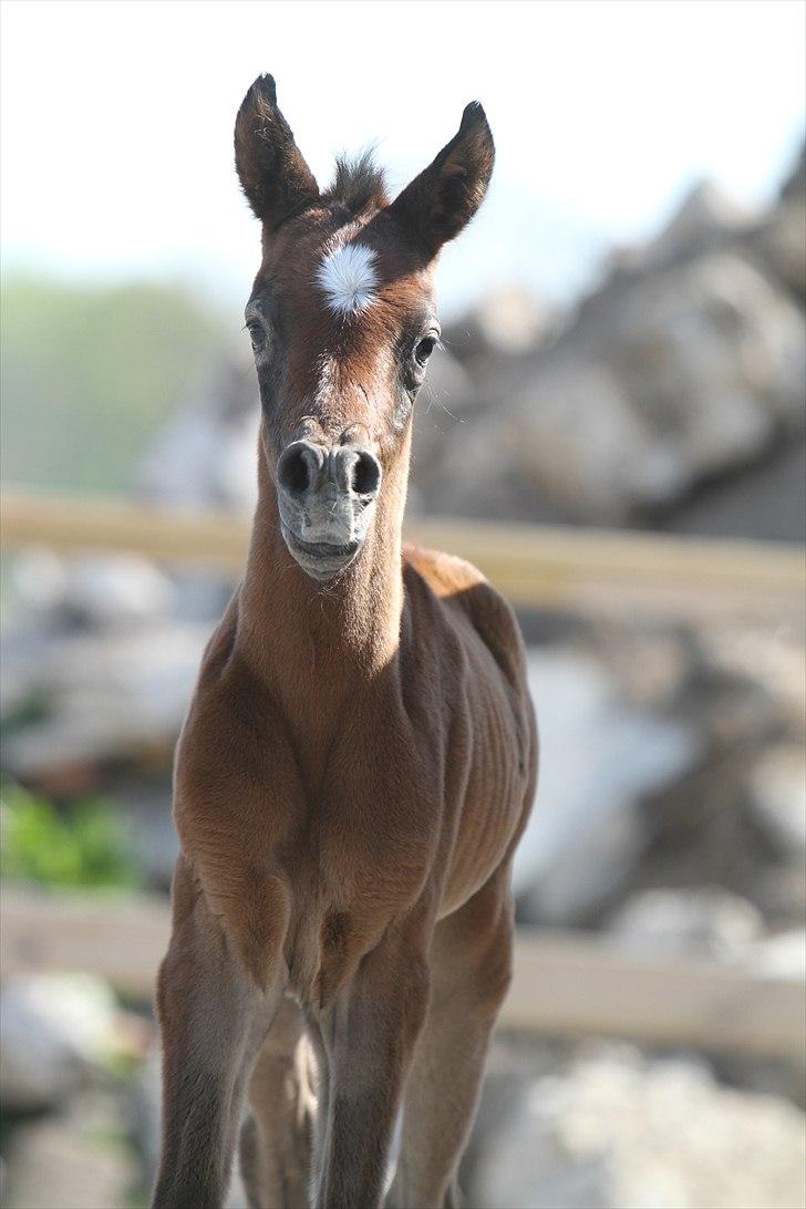 Arabisk fuldblod (OX) Al Safiyyah - Al Safiyyah, en ½ dag gammel. Foto: Mig billede 19