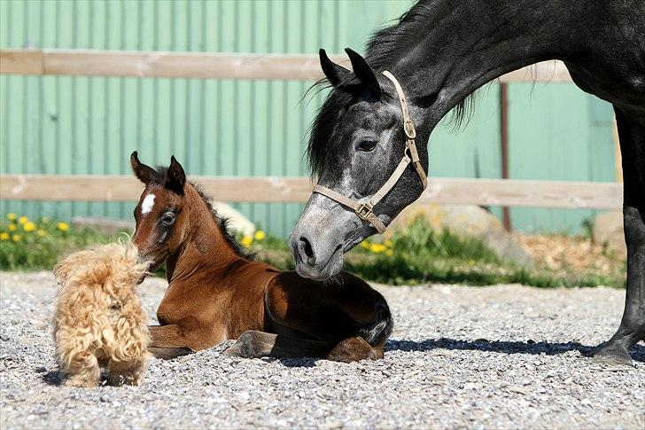 Arabisk fuldblod (OX) Al Safiyyah - Al Safiyyah, en 1 dag gammel. Foto: Mig billede 18