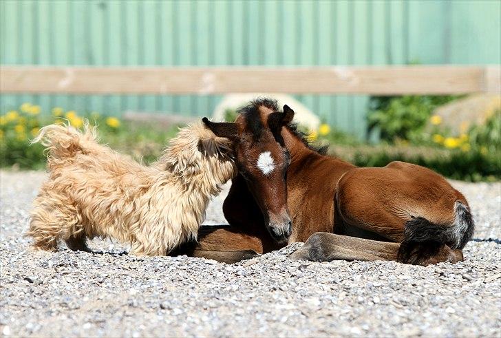 Arabisk fuldblod (OX) Al Safiyyah - Al Safiyyah, en 1 dag gammel. Foto: Mig billede 17