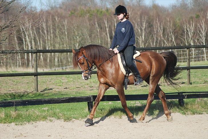 Arabisk fuldblod (OX) CA Psytan tidl. Hest  billede 4