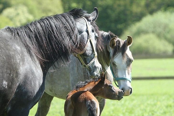 Arabisk fuldblod (OX) Al Safiyyah - Al Safiyyah, en 1 dag gammel. Foto: Mig billede 16