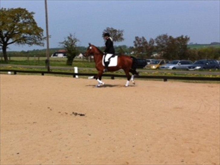 Dansk Varmblod Cairo T. billede 14