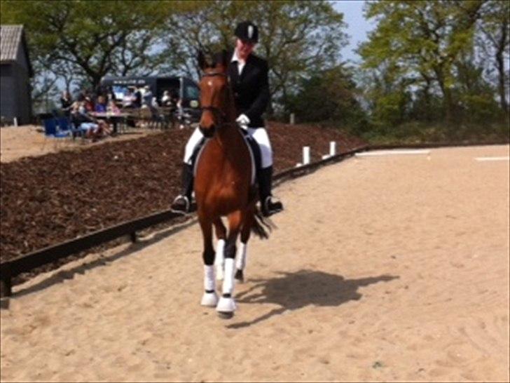 Dansk Varmblod Cairo T. billede 15