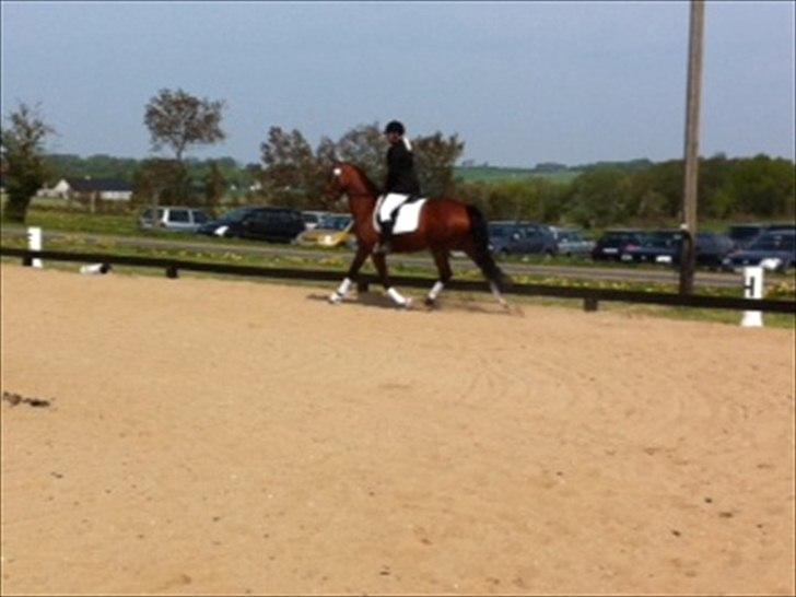 Dansk Varmblod Cairo T. billede 16