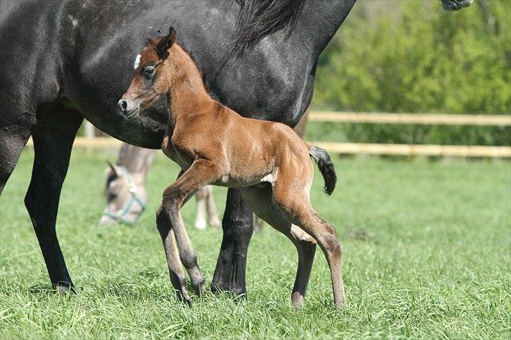 Arabisk fuldblod (OX) Al Safiyyah - Al Safiyyah, en 1 dag gammel. Foto: Mig billede 15