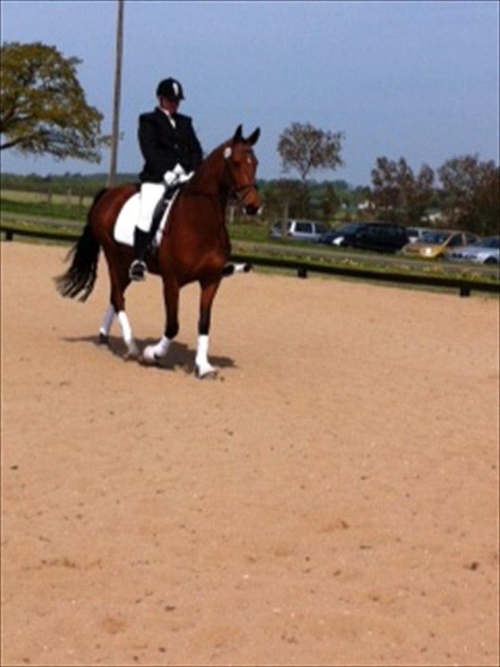 Dansk Varmblod Cairo T. billede 17