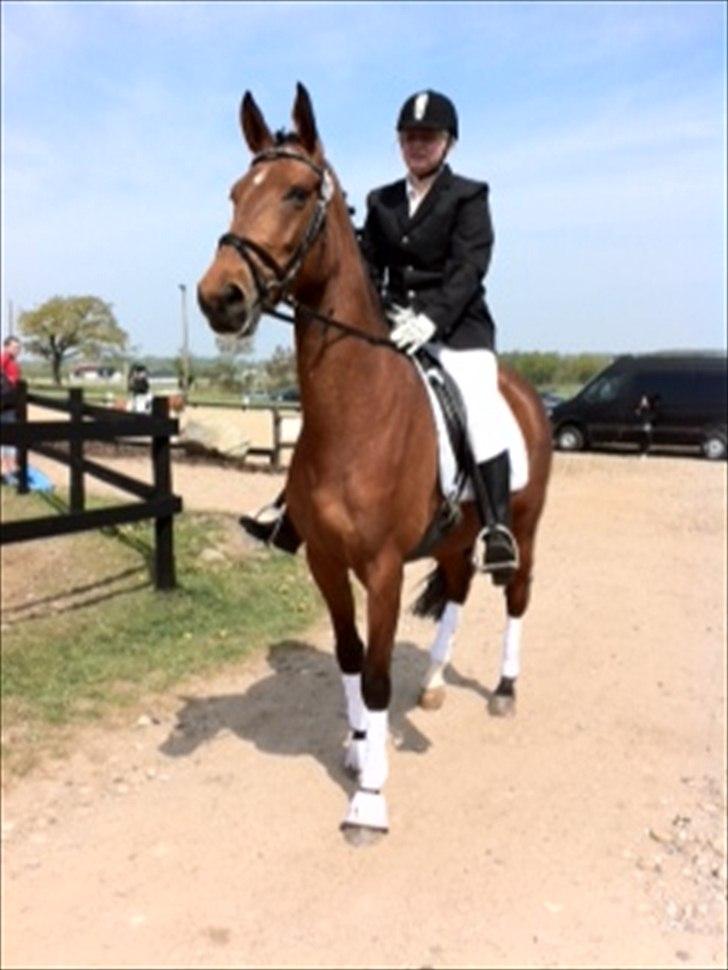 Dansk Varmblod Cairo T. billede 18