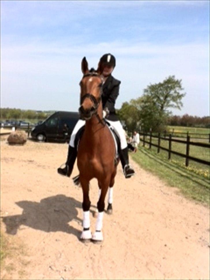 Dansk Varmblod Cairo T. billede 19