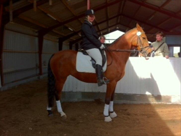 Dansk Varmblod Cairo T. billede 20