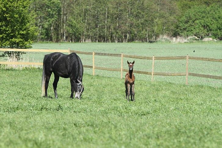 Arabisk fuldblod (OX) Al Safiyyah - Al Safiyyah, en 1 dag gammel. Foto: Mig billede 14